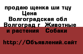 продаю щенка ши-тцу › Цена ­ 7 000 - Волгоградская обл., Волгоград г. Животные и растения » Собаки   